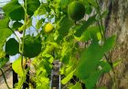 Green House Bapas Nusakambangan Tunjukkan Hasil, Bibit Melon Tumbuh Optimal