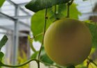 Menjelang Panen, Budidaya Melon di Green House Bapas Nusakambangan Tunjukkan Hasil Positif